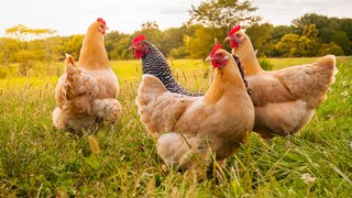 Virus de la grippe aviaire : mesures pour les détenteurs de volailles